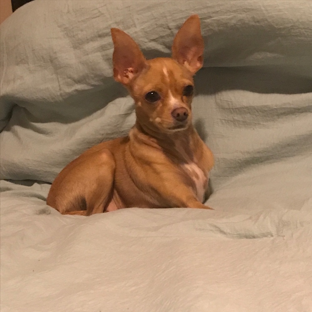 Meet your Posher, Fred